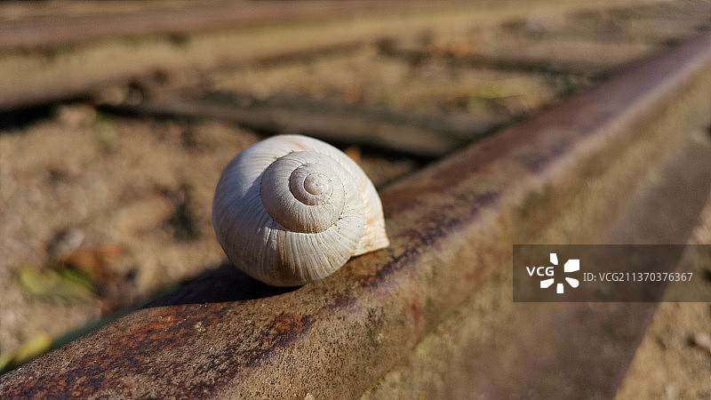 地面上蜗牛的特写图片素材