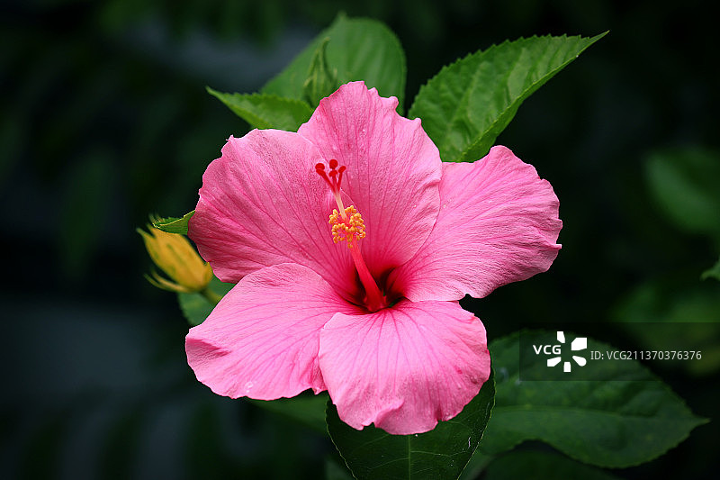 我的情人节，粉色芙蓉花特写图片素材