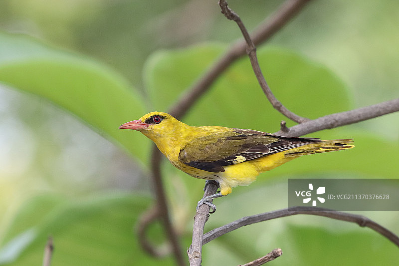 鸣雀栖息在树枝上的特写照片，印度哈里亚纳邦古鲁格拉姆图片素材