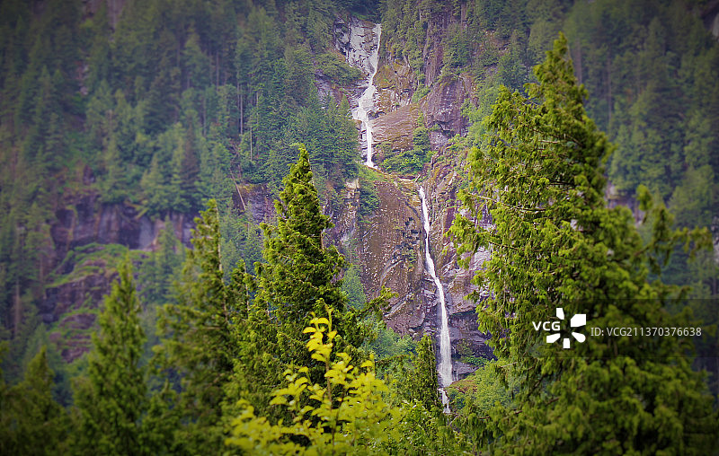 加拿大不列颠哥伦比亚省森林中的松树高角度俯视图片素材