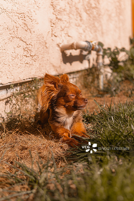 可可：坐在人行道上的猫的肖像，圣何塞，加利福尼亚州，美国图片素材