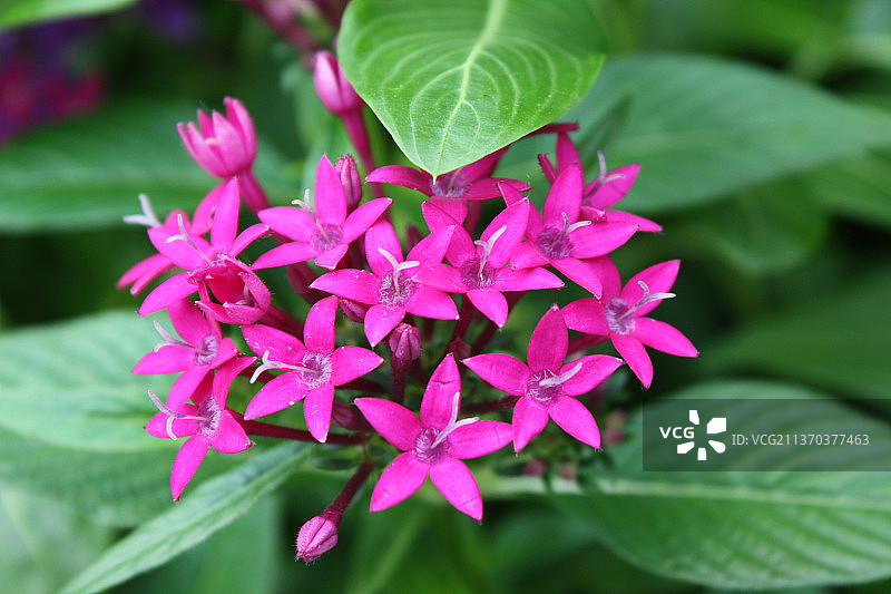 热带花卉特写：粉色植物图片素材