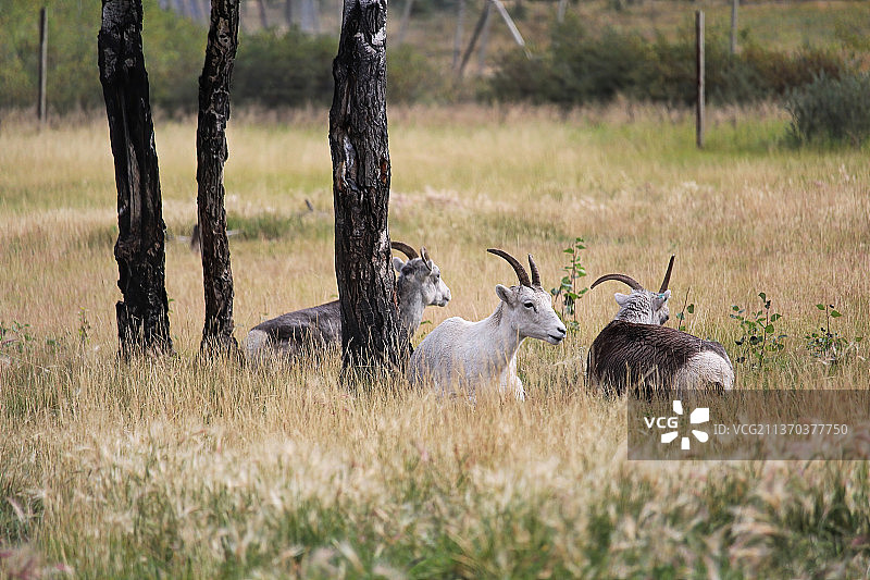 夏季草甸上休息的绵羊图片素材