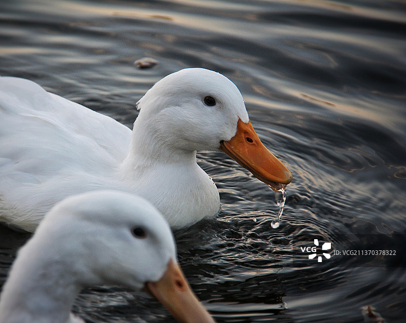 湖中游泳的鸭子特写图片素材