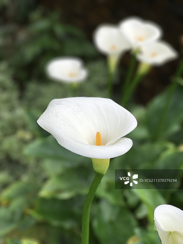 白色马蹄莲图片素材