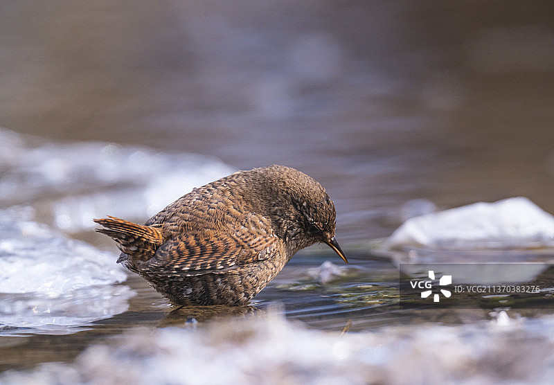 鹪鹩的找寻图片素材
