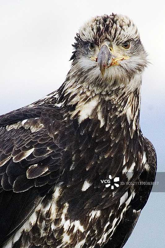 幼年白头海雕特写图片素材