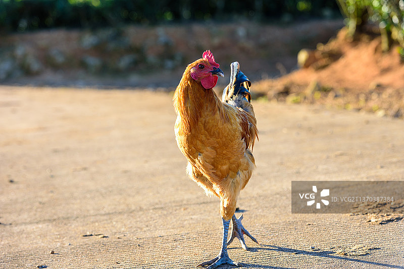 一只鸡图片素材