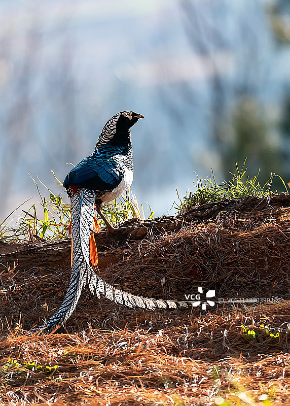 光影下的白腹锦鸡图片素材