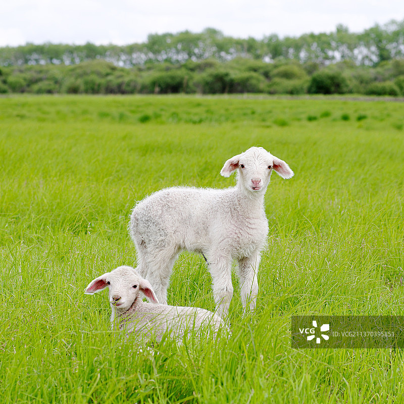 羊羔图片素材