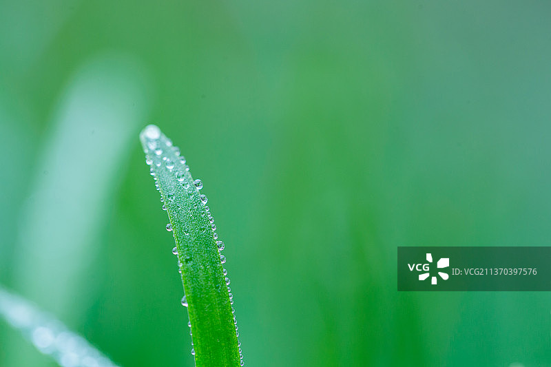 背景虚化春天的叶子，雨水谷雨清明节春分图片素材