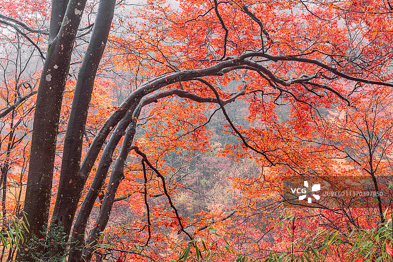 光雾山红叶图片素材