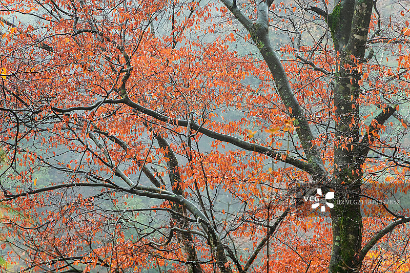 光雾山红叶图片素材