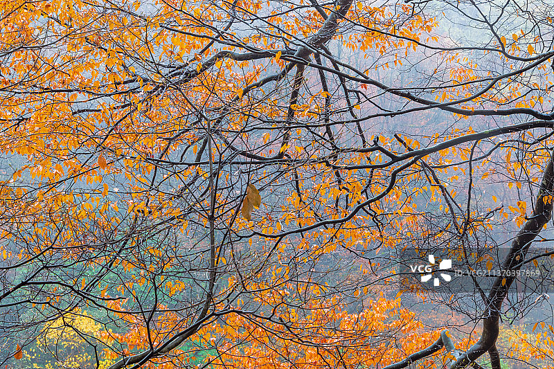 光雾山红叶图片素材