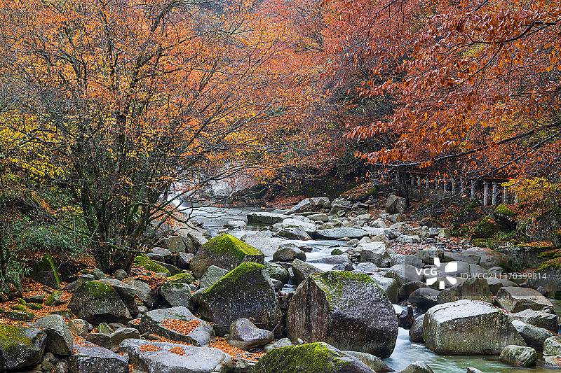 光雾山红叶图片素材