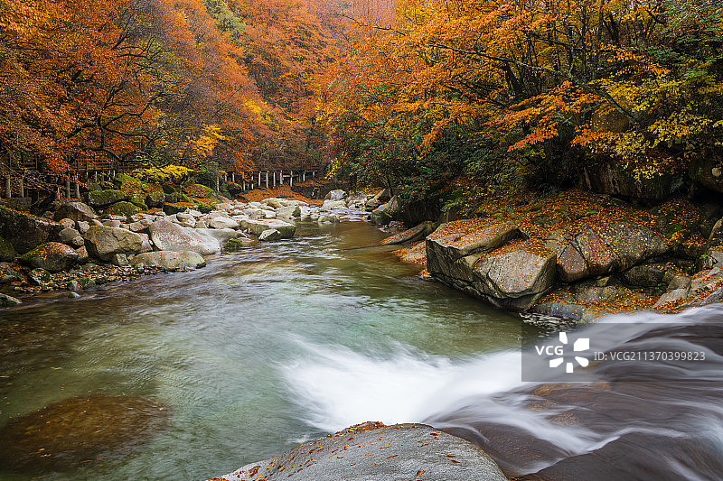 光雾山红叶图片素材