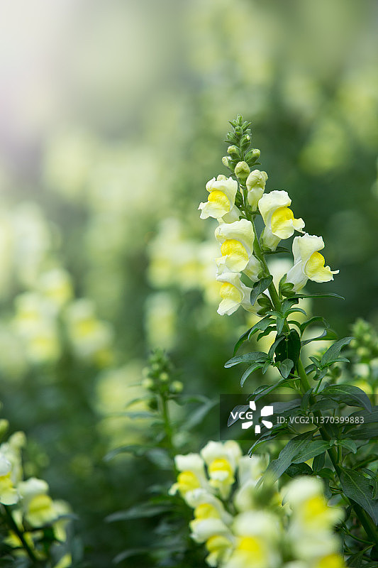 春天春分金鱼草，立夏图片素材