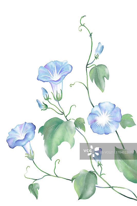 牵牛花图片素材