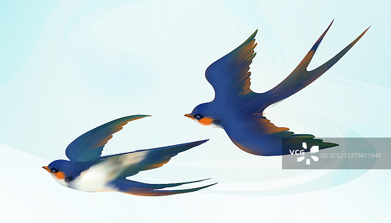 春天燕子图片素材