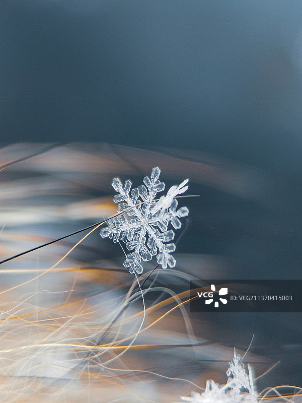 冬季雪花特写图片素材