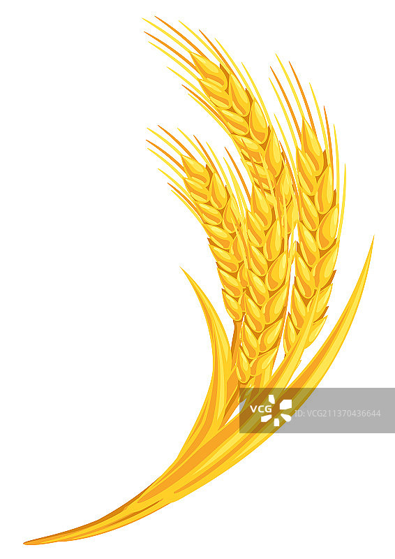 麦穗农业图片图片素材