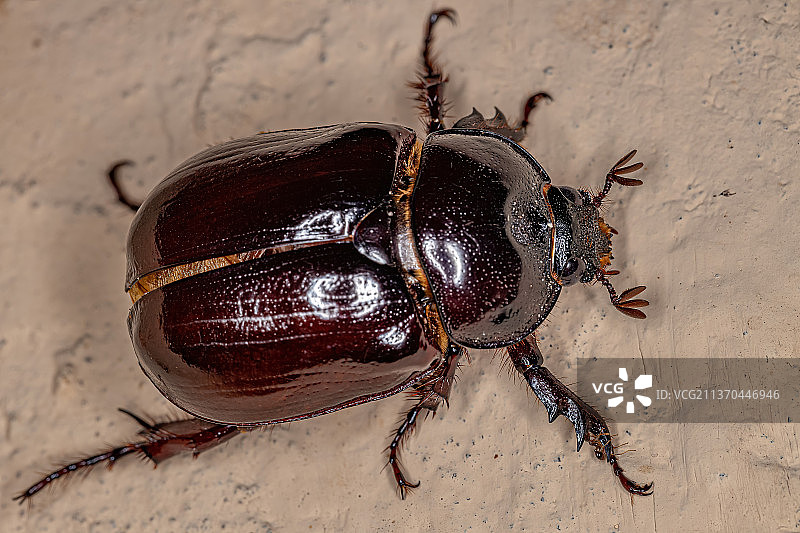 成年雌性犀金龟特写图片素材