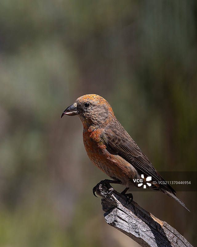 红交嘴雀，栖息在树枝上的鸣雀特写图片素材