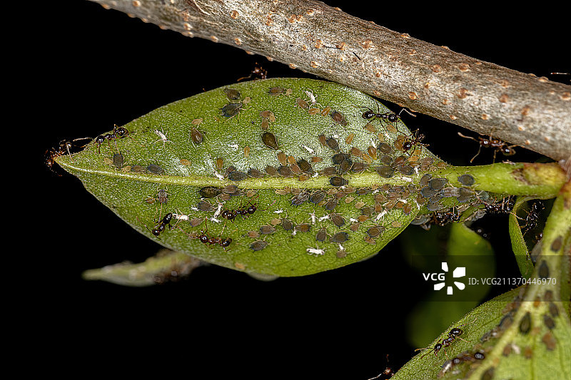 蚜虫昆虫特写图片素材