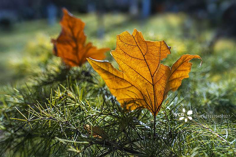 绿色松针上的黄叶图片素材