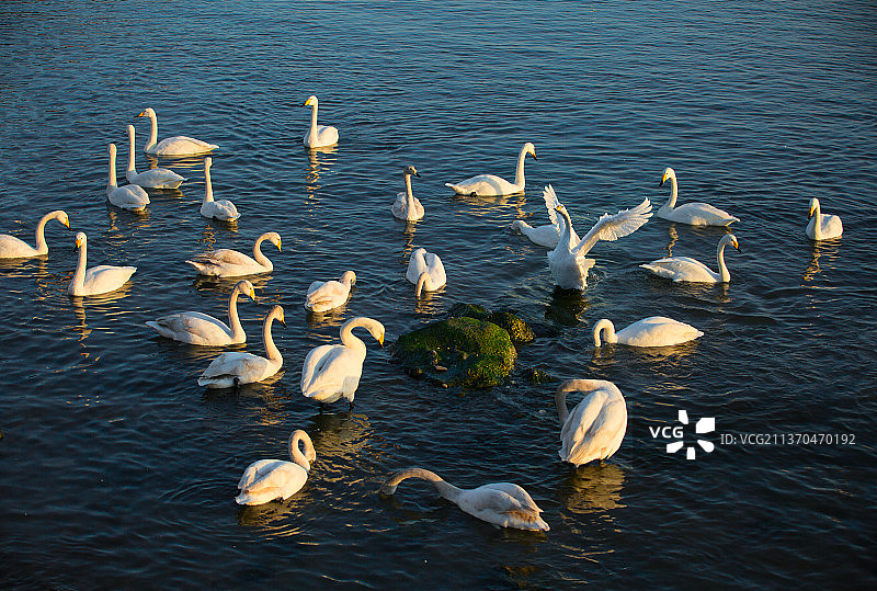 山东省荣城天鹅湖，烟墩角图片素材
