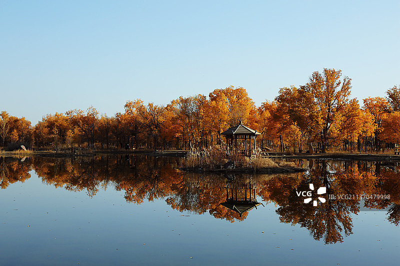 金塔胡杨林图片素材