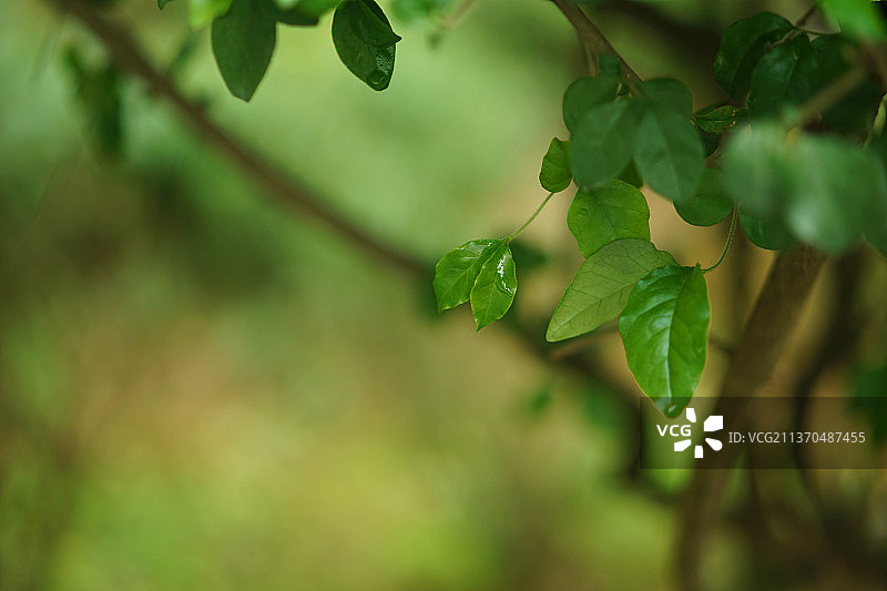 春天的第一场雨图片素材