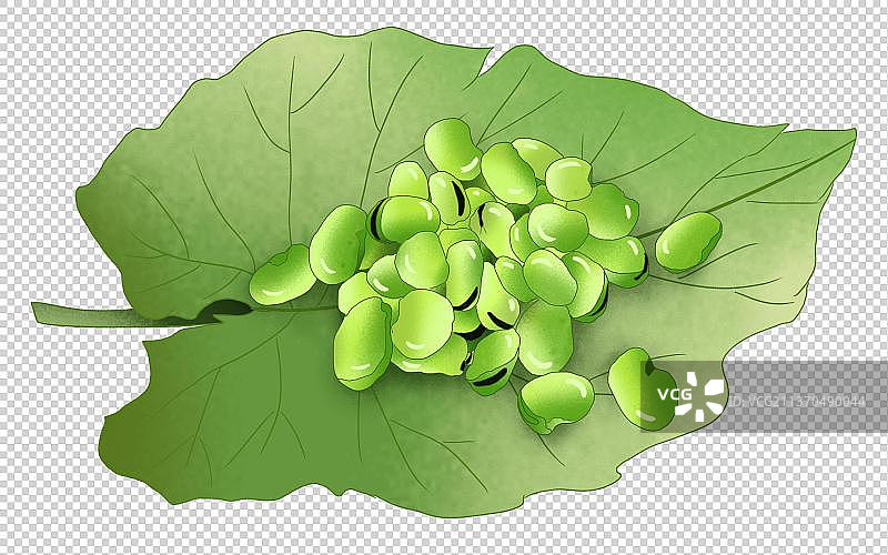 绿色叶子上新鲜的蚕豆图片素材