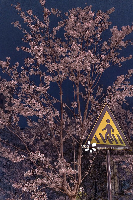 春天晚上灯光下满树夜樱绽放图片素材