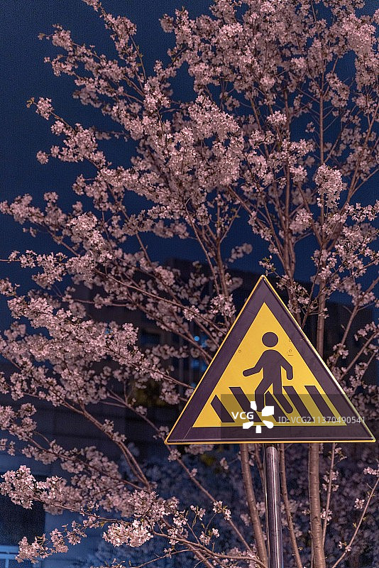 春天晚上夜樱绽放图片素材