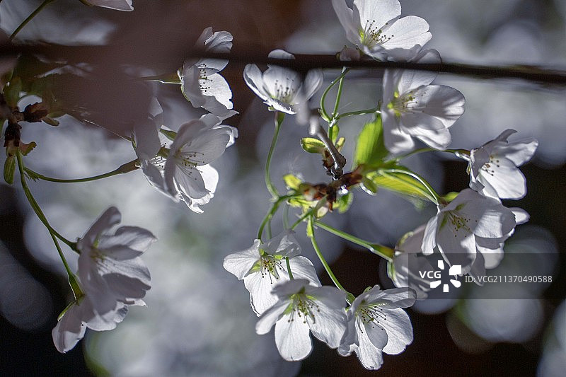 春天晚上白色的樱花特写图片素材