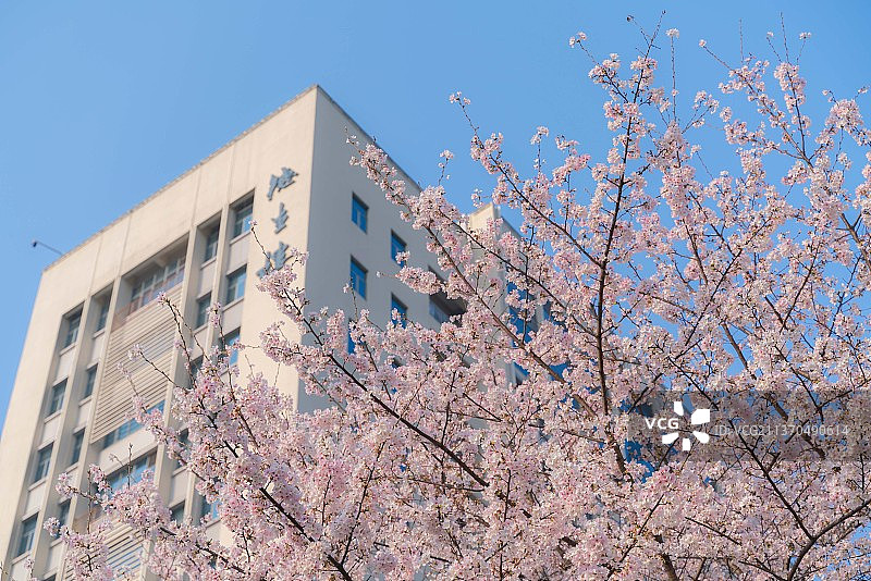 春天武汉理工大学西院春天的樱花图片素材