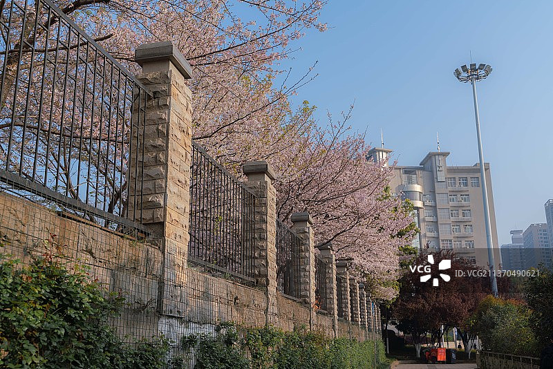 武汉路边的樱花图片素材