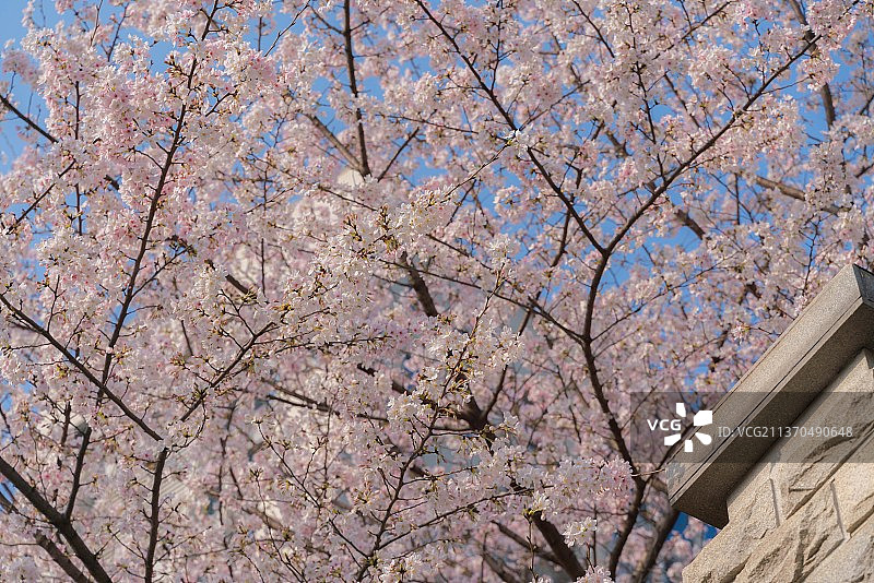 武汉春天满树的白色樱花图片素材