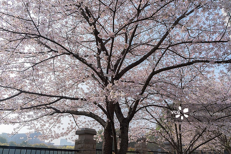 春天满树的樱花图片素材