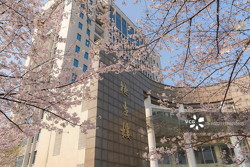 武汉理工大学春天的樱花图片素材