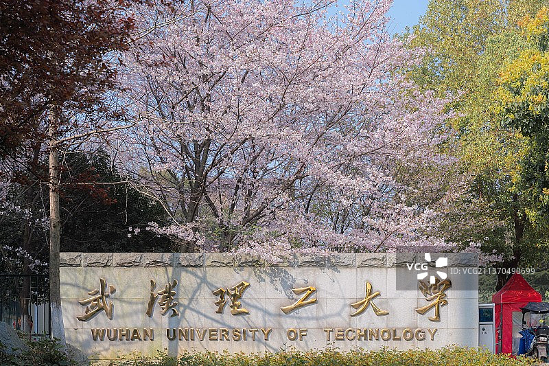 武汉理工大学校门前的樱花图片素材