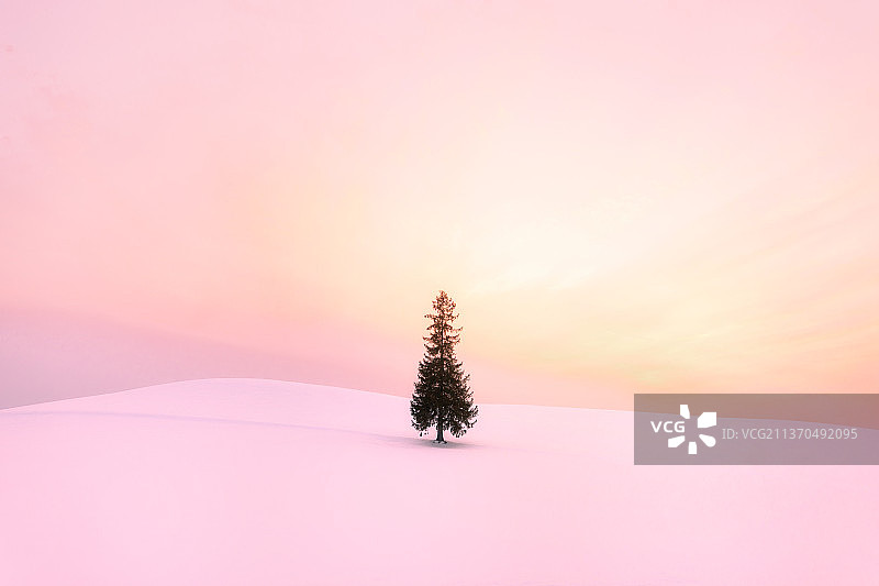 pink tree图片素材