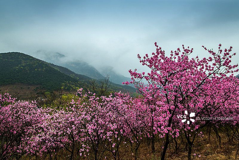 泰山桃花峪图片素材