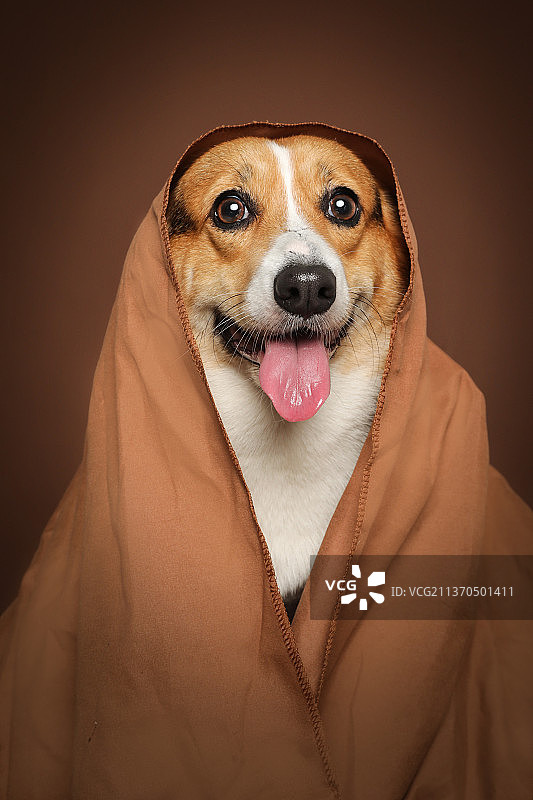 宠物之间互动玩耍图片素材