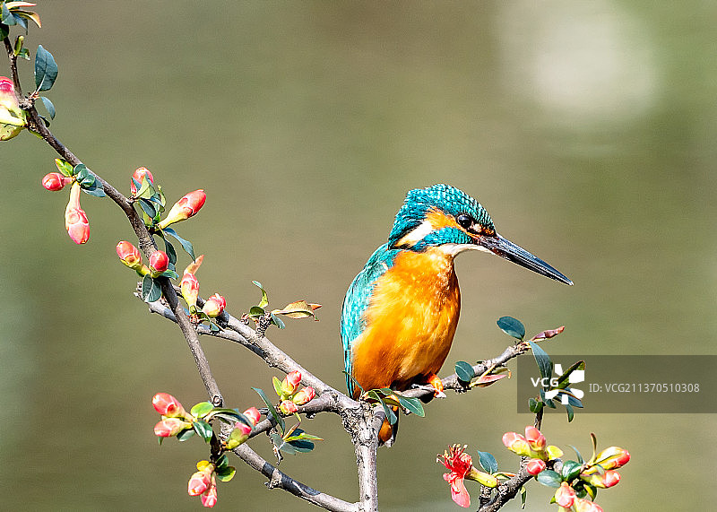 枝头上图片素材