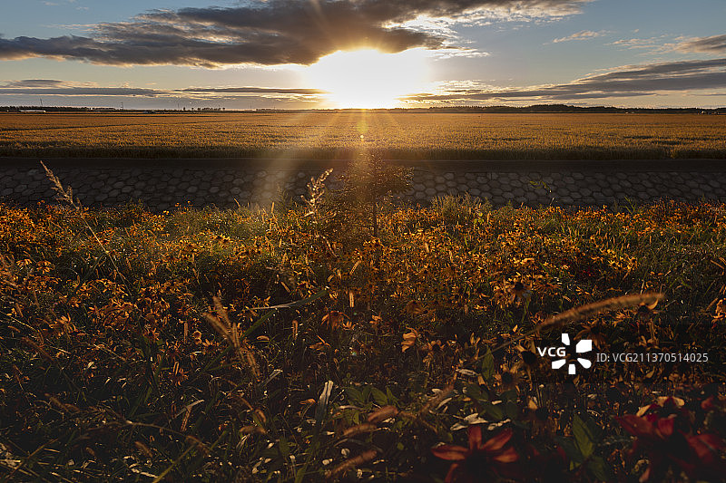 夕阳下的稻田与野花图片素材