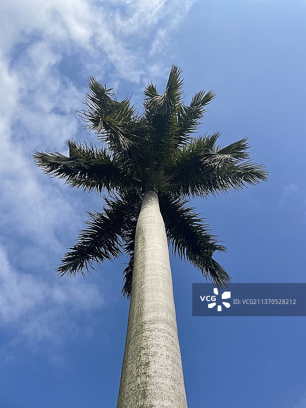 蓝天下的棕榈树图片素材