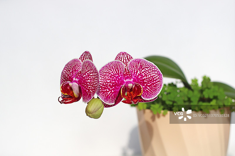 盛开的紫色蝴蝶兰图片素材