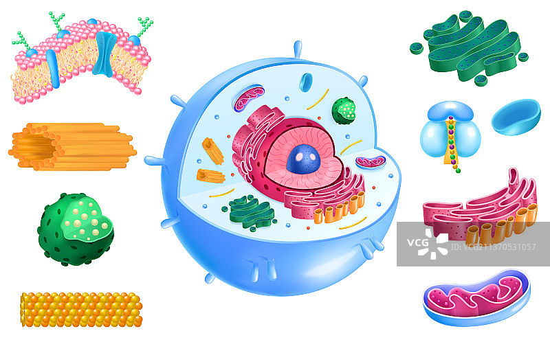 细胞解剖结构图图片素材